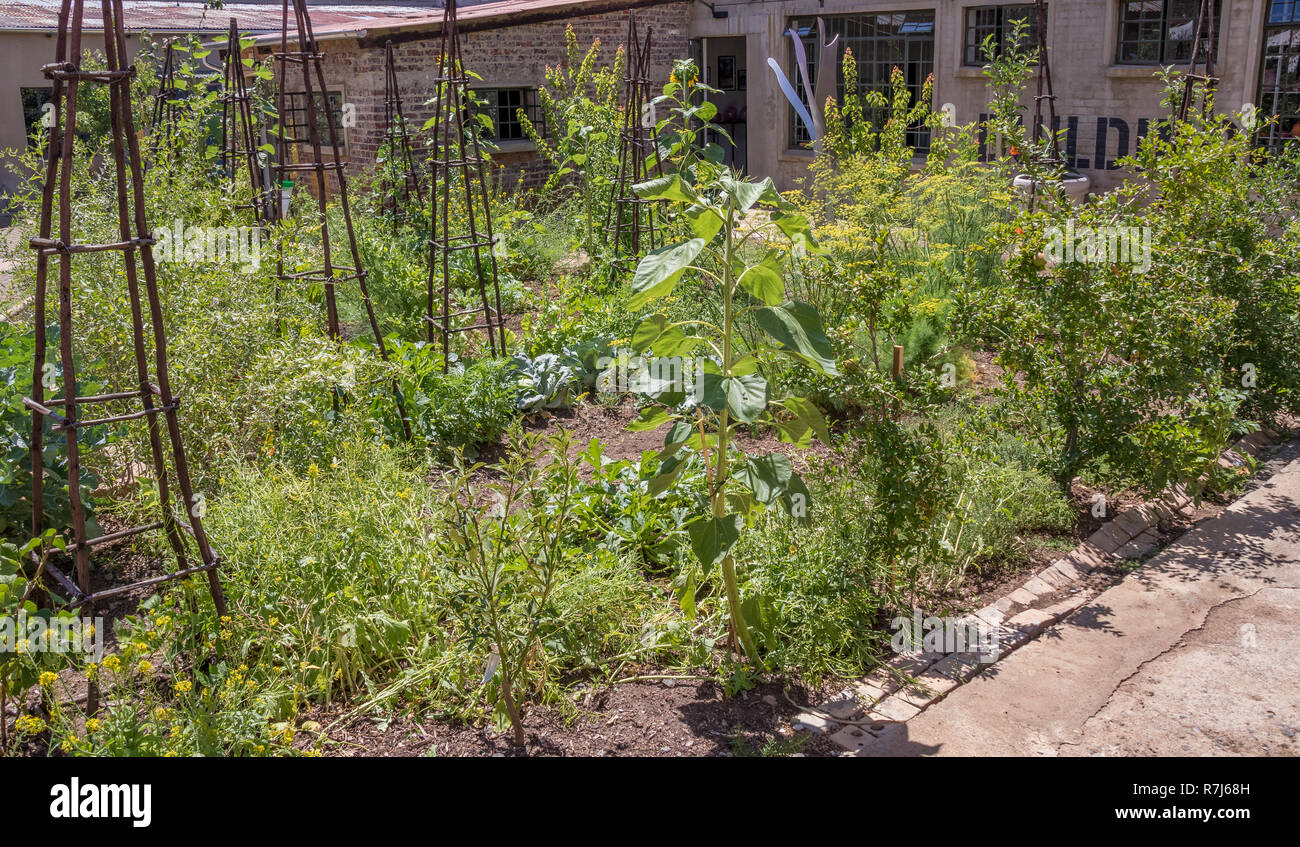 Johannesburg, Afrique du Sud - la Victoria au Bertrams conduire un projet d'agriculture urbaine pour la création d'emplois et de génération de l'argent Banque D'Images