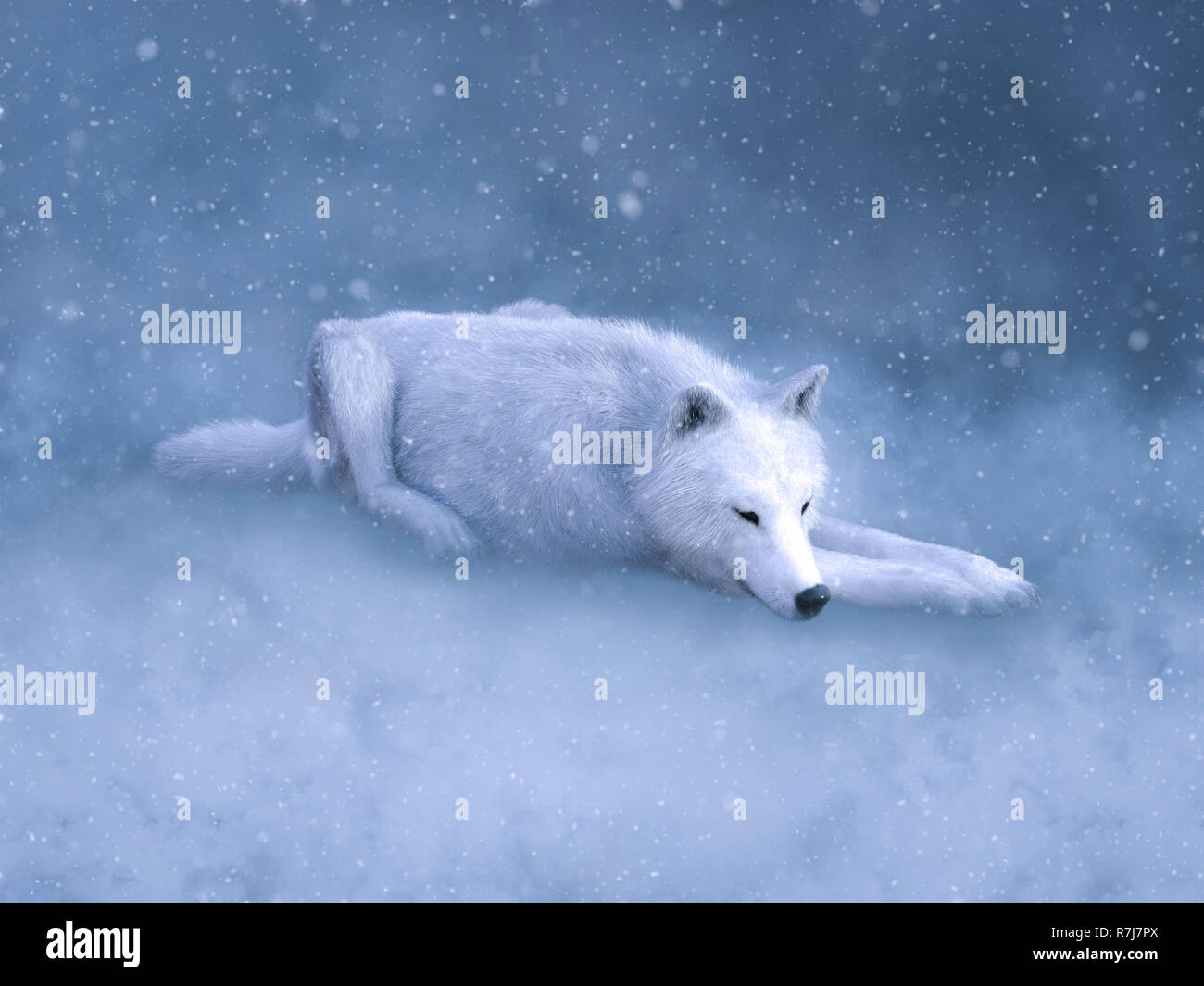 Le rendu 3D d'un majestueux loup blanc couché sur le sol et dormir entouré de neige magique. Banque D'Images