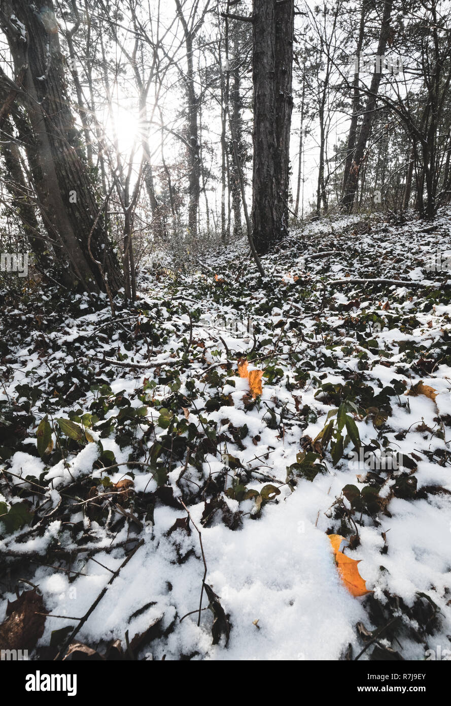 Beatifull matin du soleil en hiver, les arbres de la forêt couverte de neige sur l'arrière-plan Banque D'Images