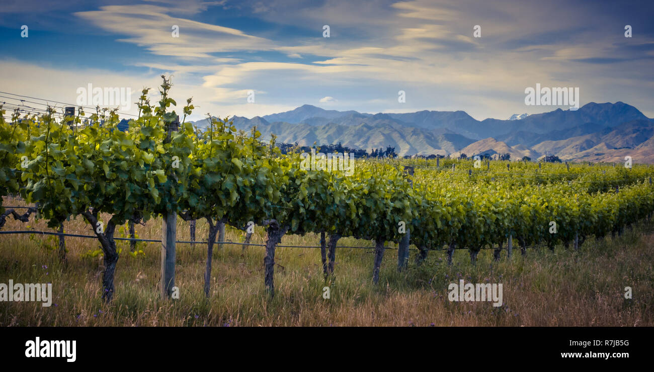 Vignoble de Nouvelle-Zélande weda sous ciel dramatique avec nuages lenticulaires Banque D'Images