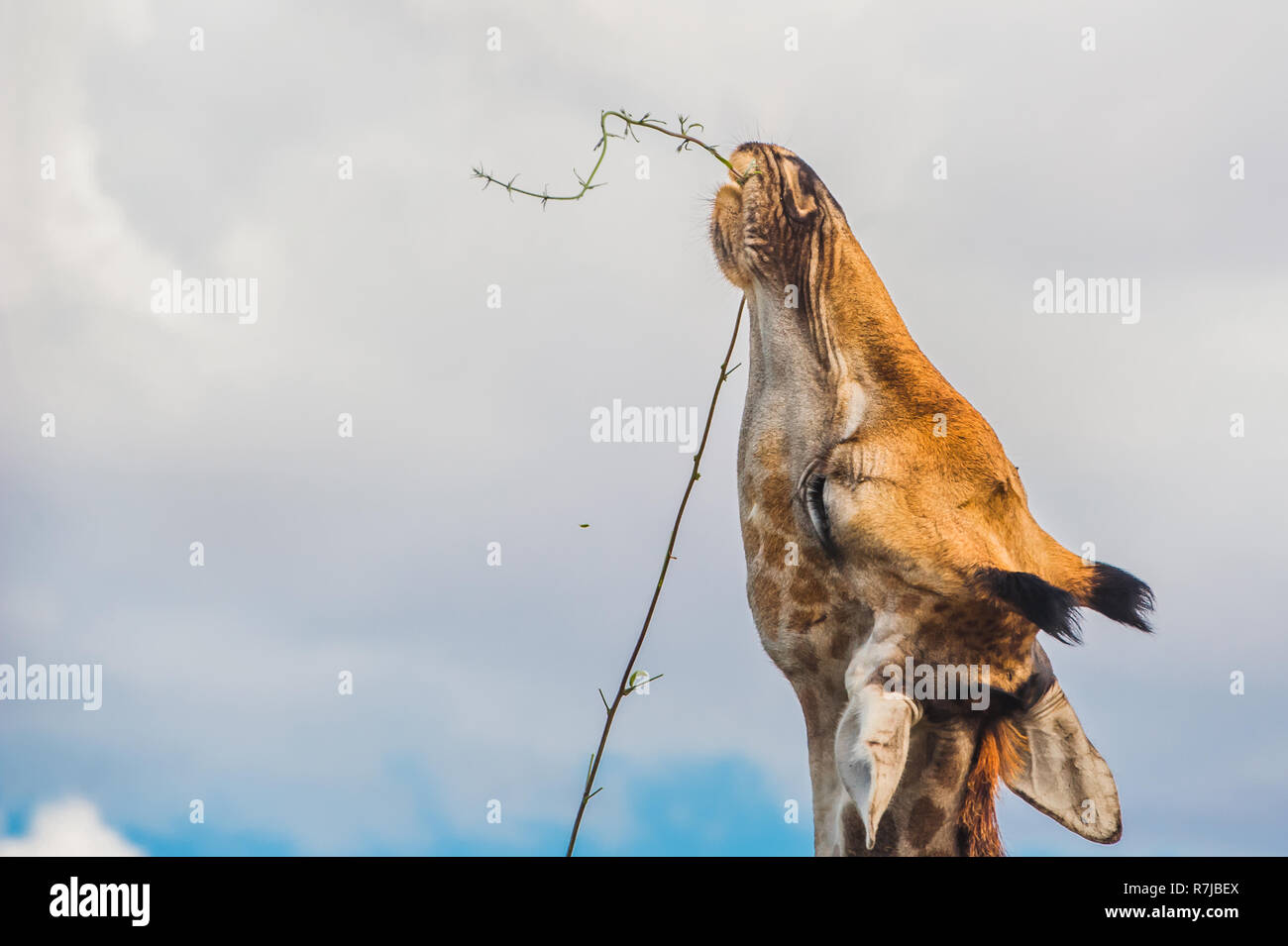 Girafe faim trouvés un peu de nourriture Banque D'Images