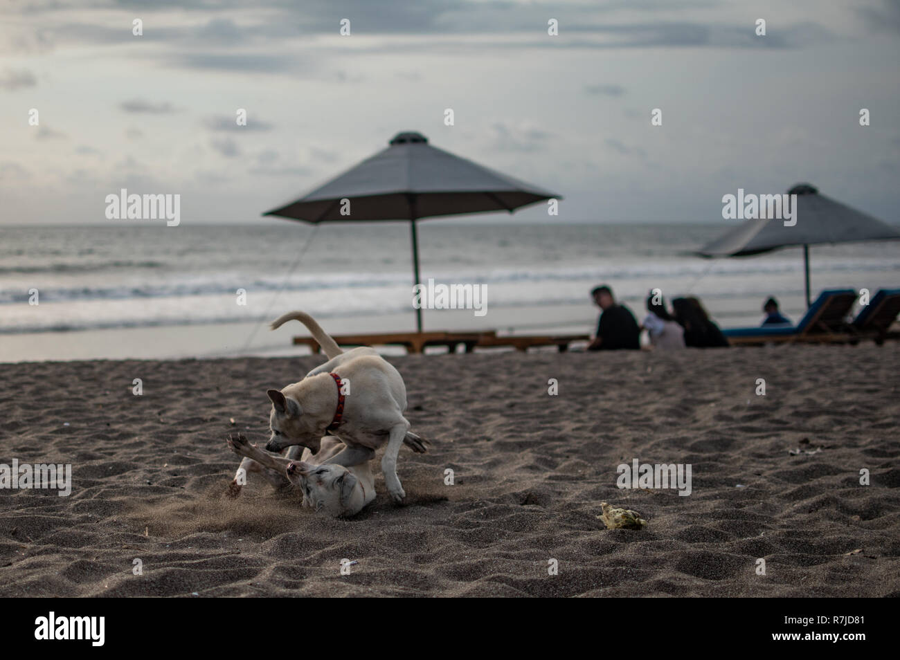 Un chien de mordre un autre chien sur la plage Banque D'Images