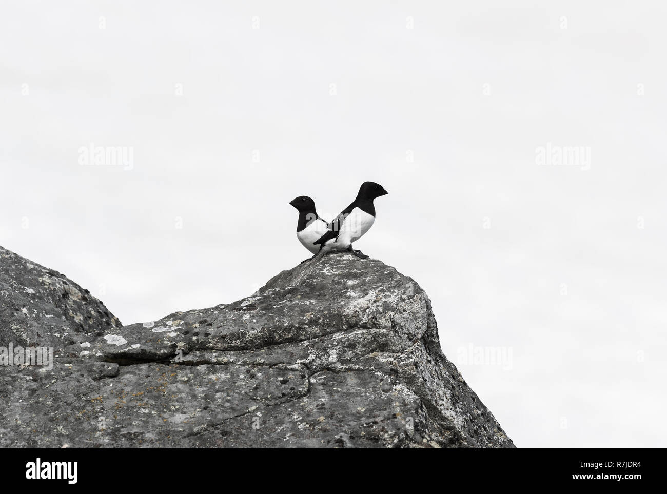 La marmette de Brünnich (Uria lomvia) ou du Brunnich guillemots sur rock, le détroit d'Hinlopen, l'île du Spitzberg, archipel du Svalbard, Norvège Banque D'Images