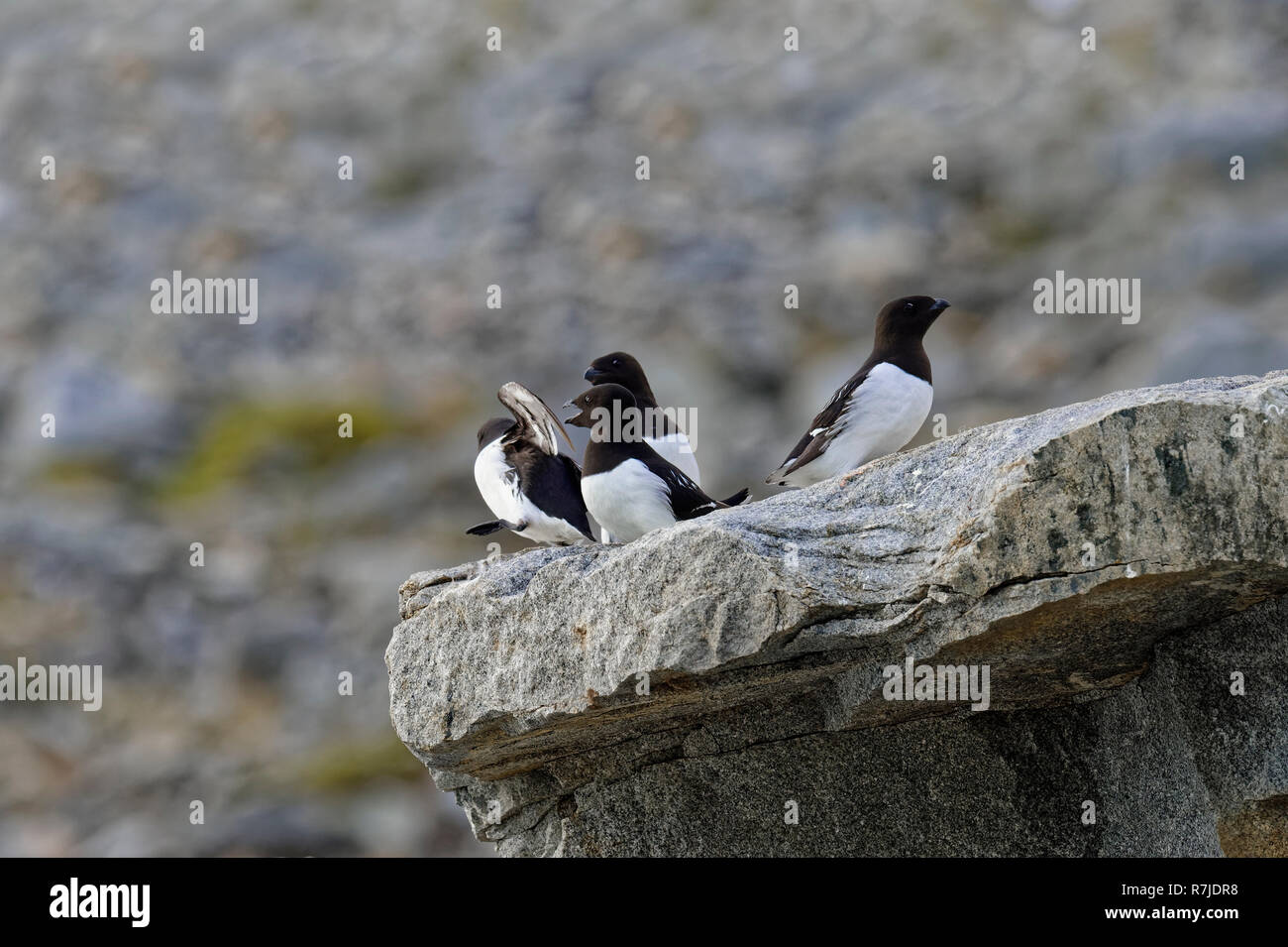 La marmette de Brünnich (Uria lomvia) ou du Brunnich guillemots sur rock, le détroit d'Hinlopen, l'île du Spitzberg, archipel du Svalbard, Norvège Banque D'Images