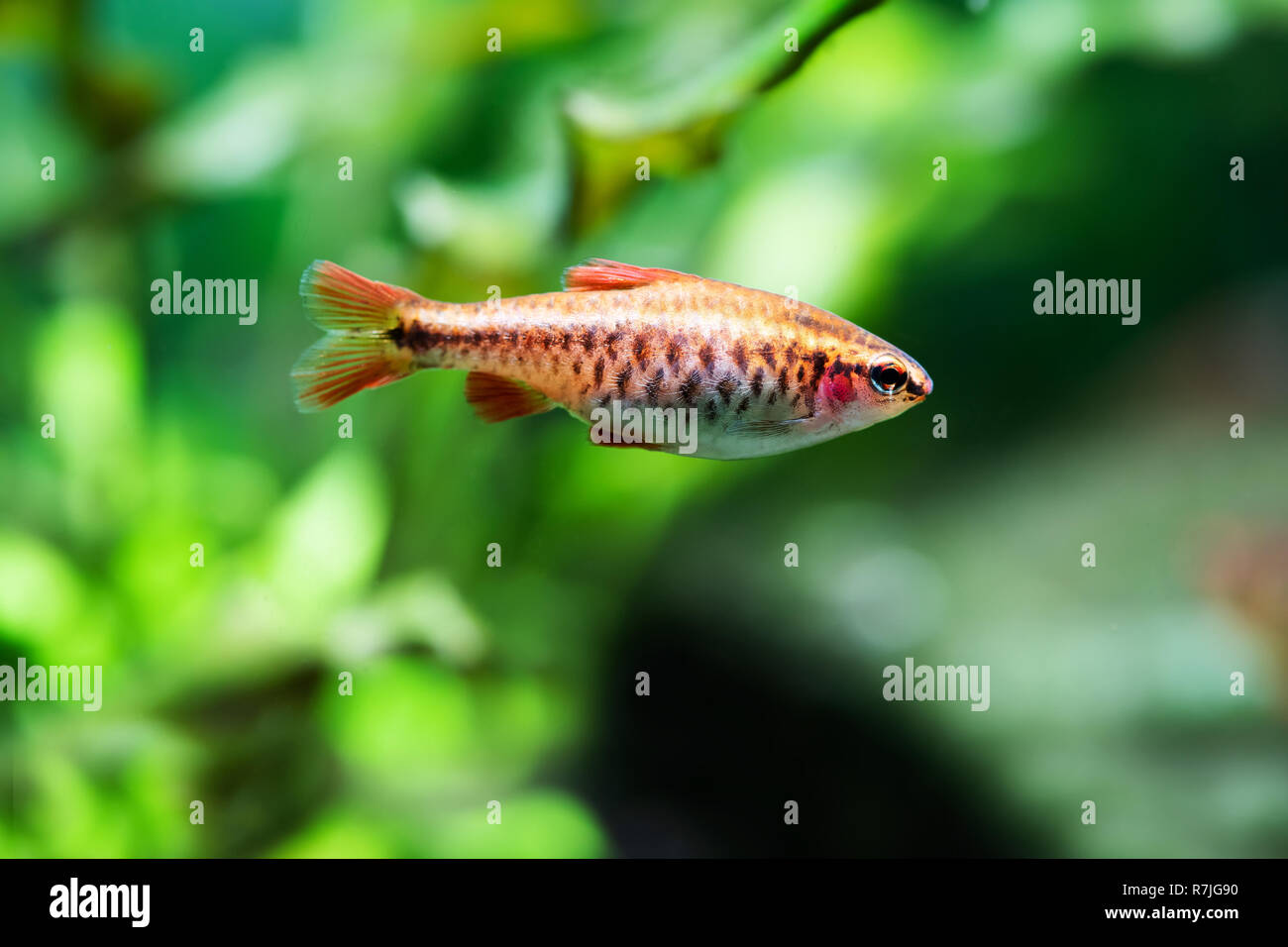 Beau Poisson Orange Sur Fond Vert Tendre Barb Piscine Deau