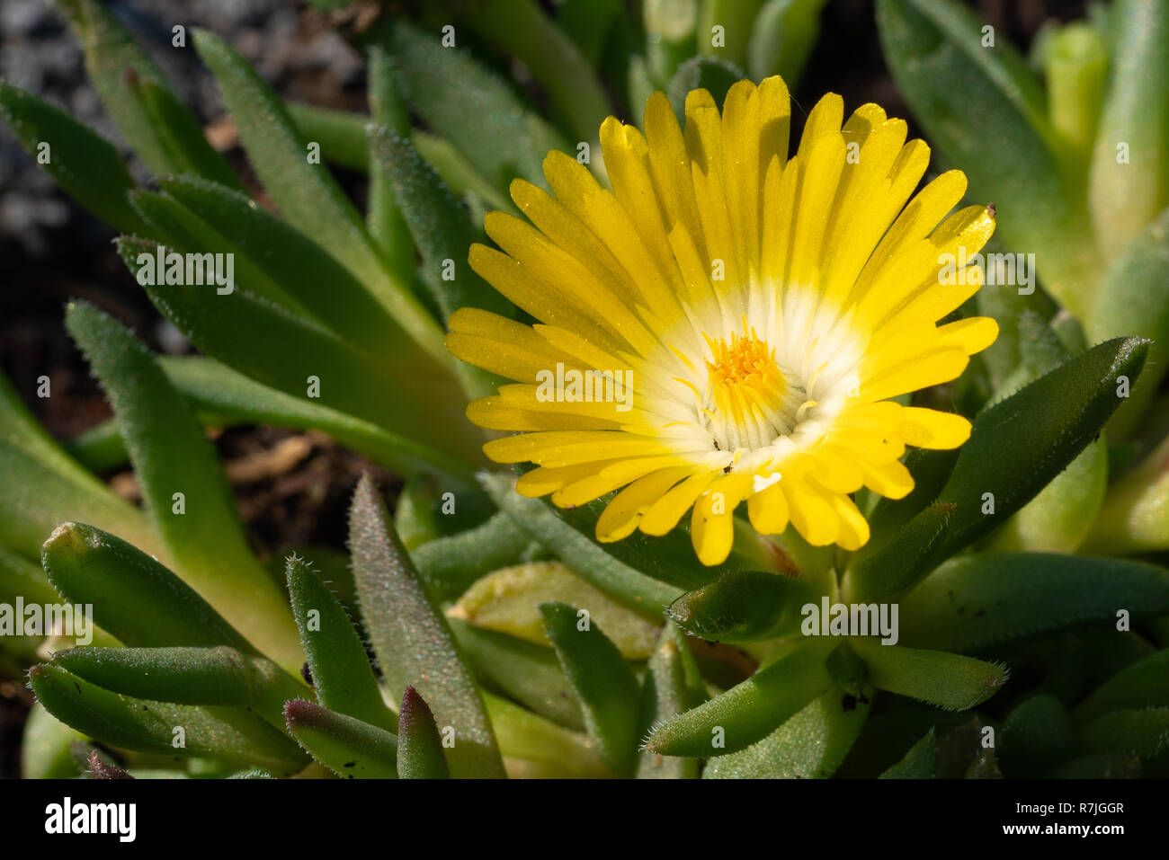 Delosperma congestum midi (fleurs), près de la tête de fleur Banque D'Images