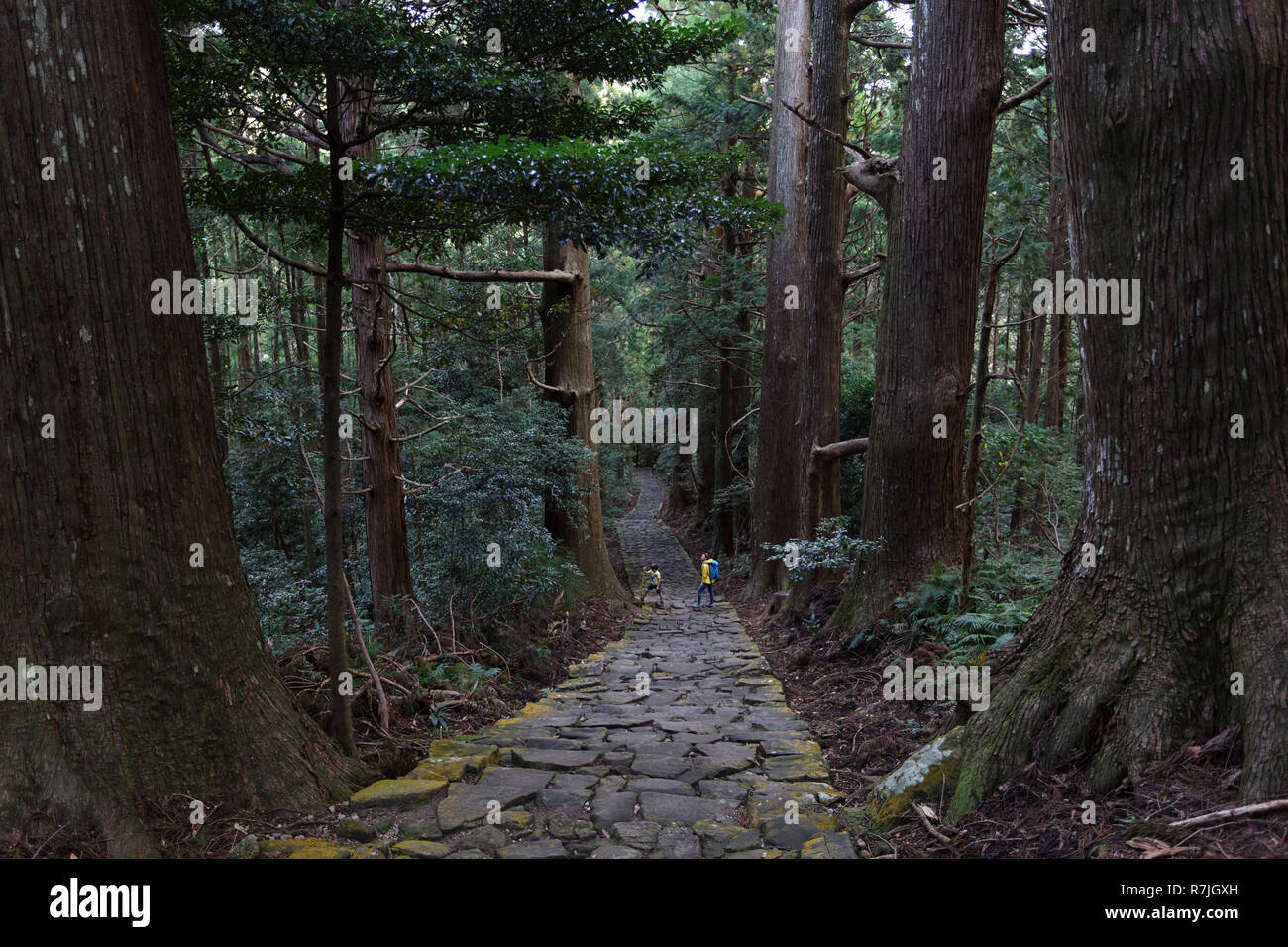 Mère et fils randonnées Kumano Kodo à Daimon-zaka, un sentier sacré désigné comme site du patrimoine mondial de l'UNESCO dans la région de Nachi, Wakayama, Japon. Banque D'Images