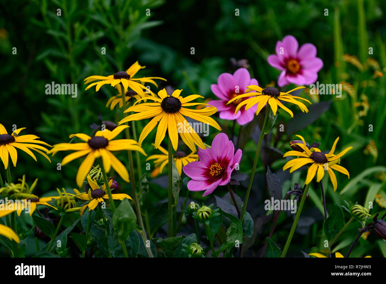 Rudbeckia fulgida var sullivantii goldsturm,jaune,rudbeckias,Dahlia heureux seul Wink, violet, rose, fleurs,de,mixte,fleurs,fleurs, combinaison, RM Banque D'Images