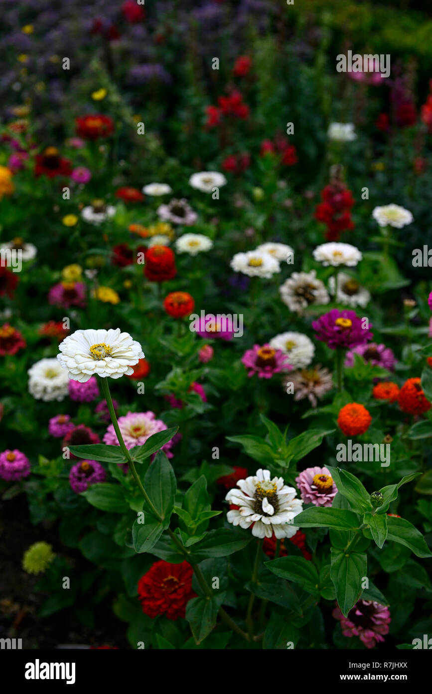 Les zinnias zinnia,double,single,rose,blanc, violet, rouge, orange,de,mixte,chambres,jardin,fleurs,fleurs,Fleurs,RM Banque D'Images