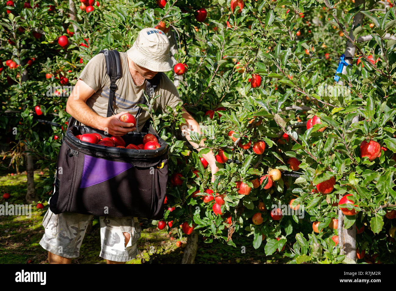 Cueillette de pommes le travail saisonnier en Nouvelle Zélande Banque D'Images