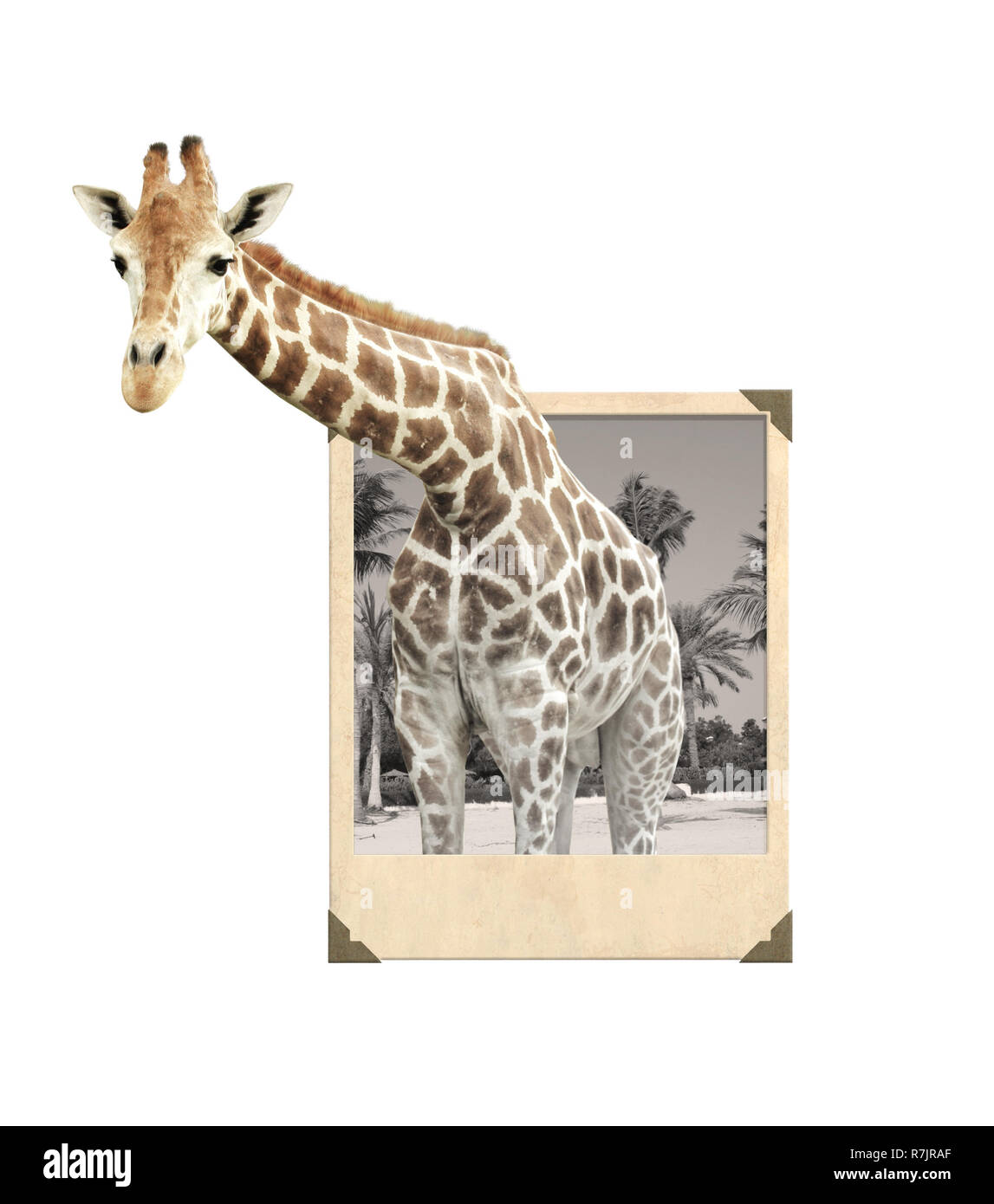 Girafe vintage photo frame avec effet 3D. Isolé sur fond blanc Banque D'Images