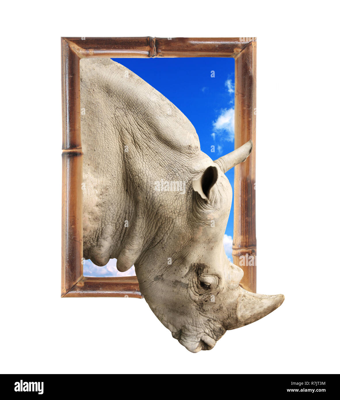 Rhinoceros dans cadre en bambou avec effet 3D. Isolé sur fond blanc Banque D'Images