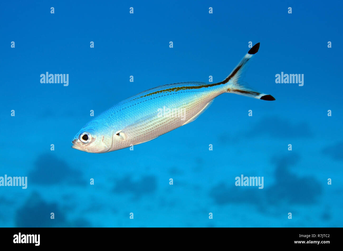 Leurre De Pêche Indiga Coby – 100 Grammes – Couleur Fusilier Bleu – Coulant