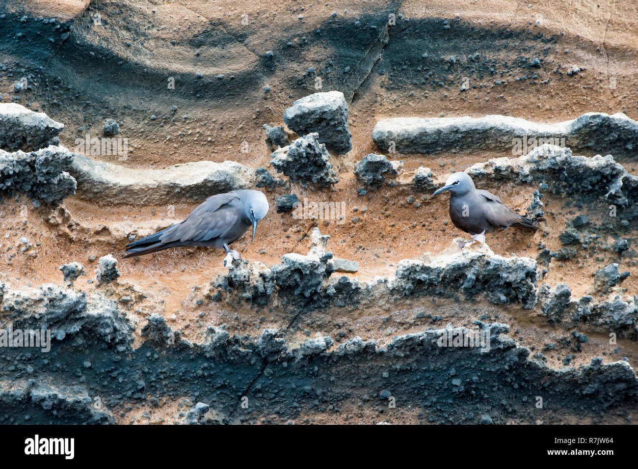 Brown Galapagos noddis communs (Anous stolidus galapagensis), Punta Vicente Roca, l'île Isabela, Galapagos, Equateur Banque D'Images
