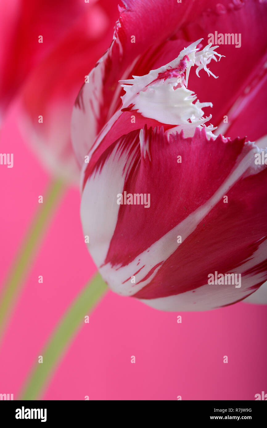 Close up de tulipes rouges fleurs sur fond rouge Banque D'Images
