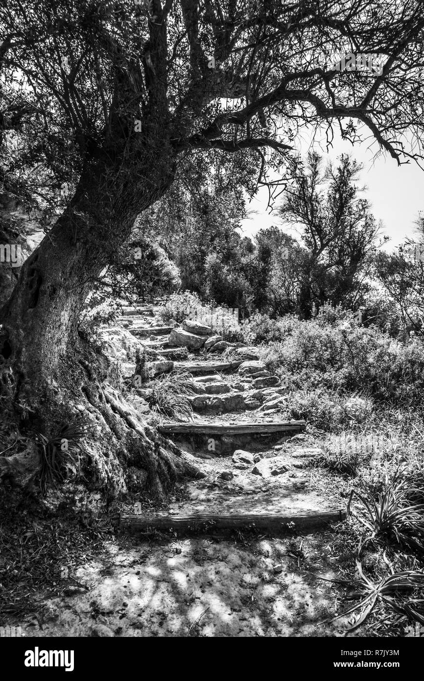 À côté d'arbres sentier Banque D'Images