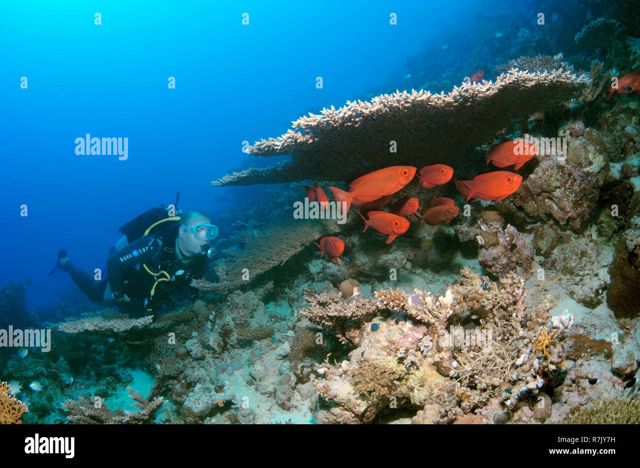 Scuba Diver à à Lunar-tailed Bigeyes (Priacanthus hamrur), Red Sea, Egypt Banque D'Images