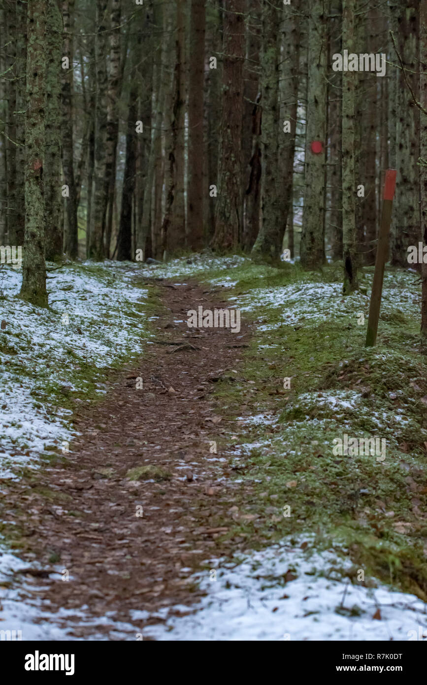 Un sentier à travers une forêt suédoise en décembre 2018 Banque D'Images