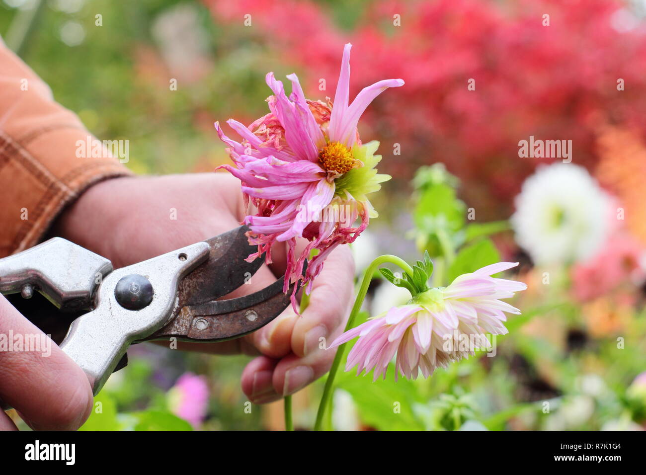 Le deadheading jardinier dahlias avec des sécateurs dans un jardin d'automne frontière, UK Banque D'Images