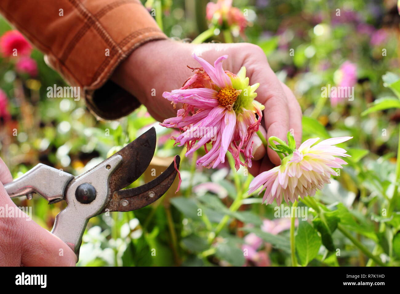 Le deadheading jardinier dahlias avec des sécateurs dans un jardin d'automne frontière, UK Banque D'Images