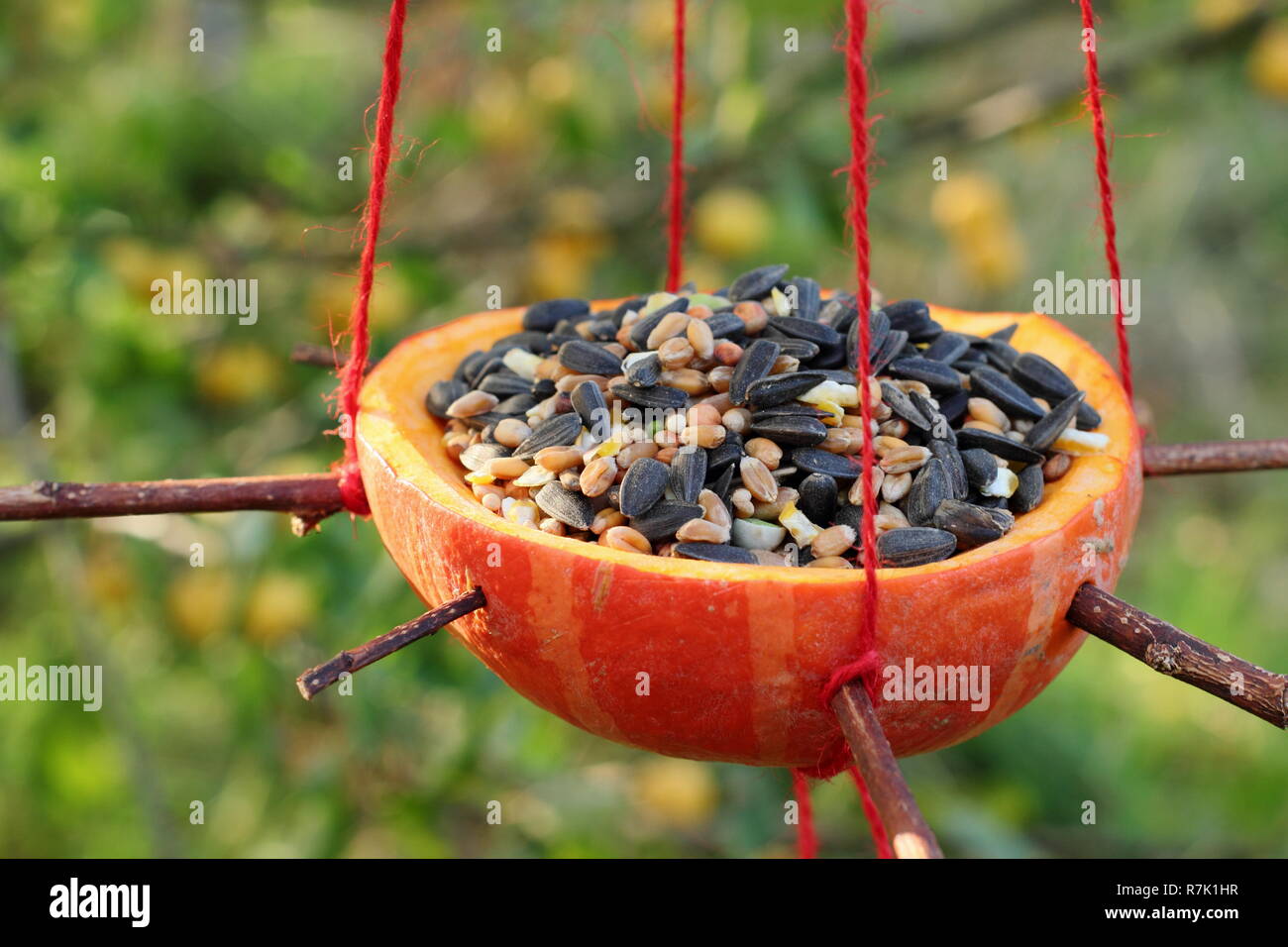 Citrouille farcie maison mangeoire avec des graines dans un jardin d'automne, UK Banque D'Images