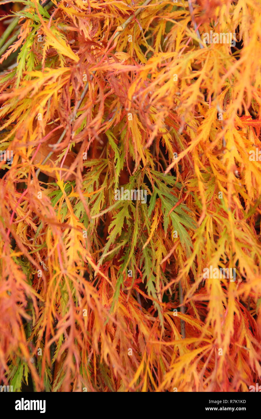 Acer palmatum 'Dissectum Atropurpureum' Ribbonleaf rouge Érable japonais en automne, UK garden Banque D'Images