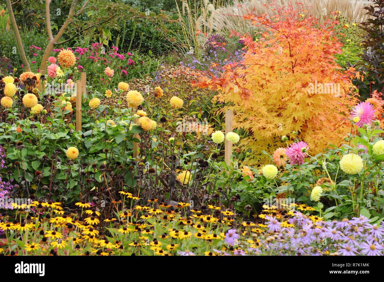 Jardin d'automne frontière avec l'Acer palmatum Sango kaku, dahlias, Black Eyed Susan (Rudbeckia hirta) et les asters en octobre, UK Banque D'Images