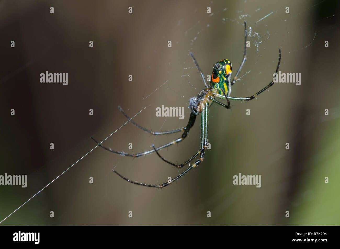 Verger Orbweaver, Leucauge venusta Banque D'Images