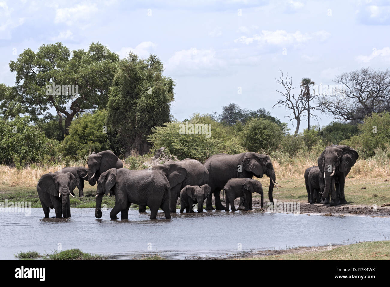 Groupe d'éléphants en baignoire et de l'alcool à un étang dans Moremi, Botswana Banque D'Images
