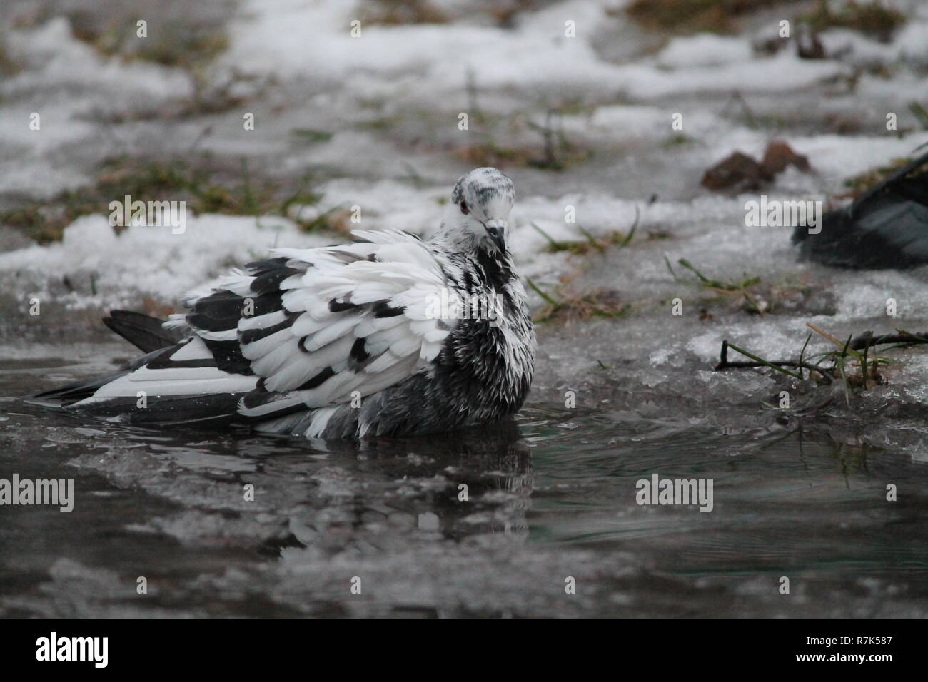 Oiseau Pigeon prendre bain froid à l'eau glacée en hiver jour Banque D'Images