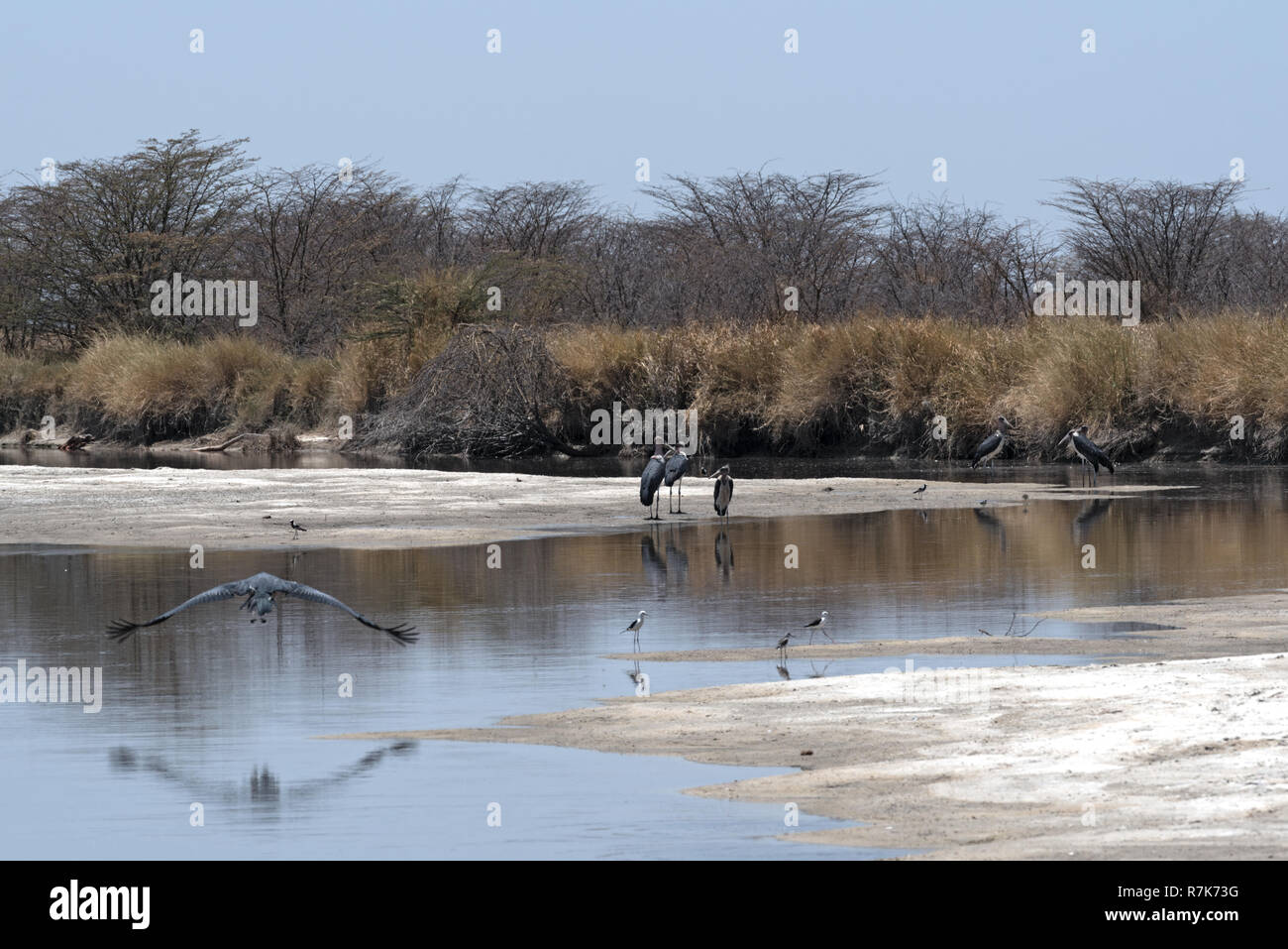 Cigognes marabout sur la rivière de la NATA Nata Sanctuaire, Botswana Banque D'Images