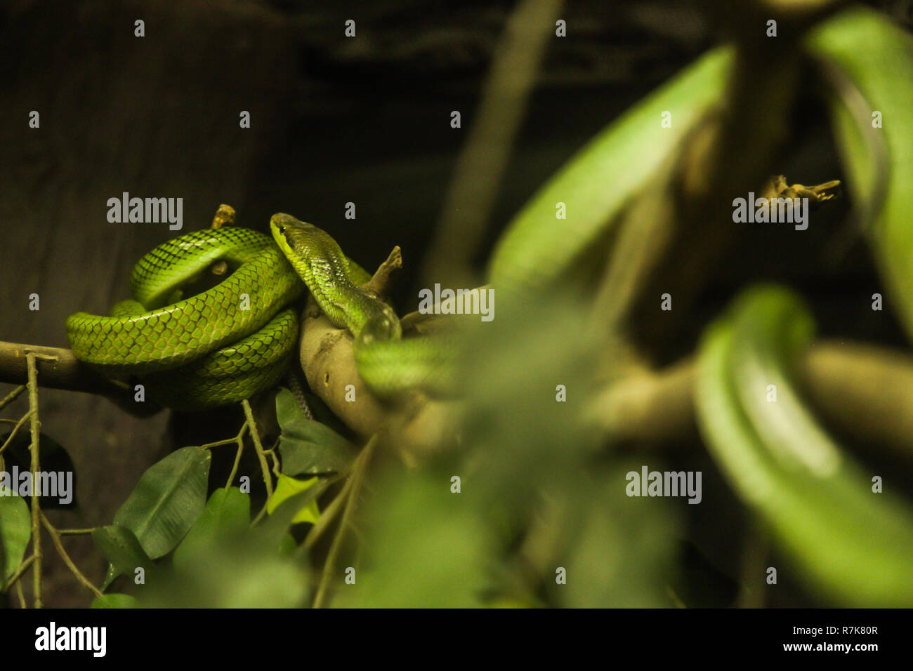 White-lipped Pit Viper, est un pit viper espèce endémique de l'Asie du sud-est. Couleur : vert au-dessus, côté de tête sous les yeux est jaune, whit Banque D'Images