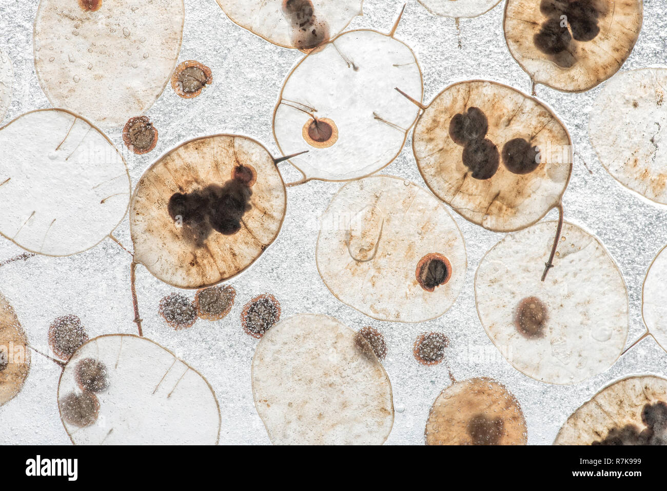 L'honnêteté des graines de plantes Banque D'Images