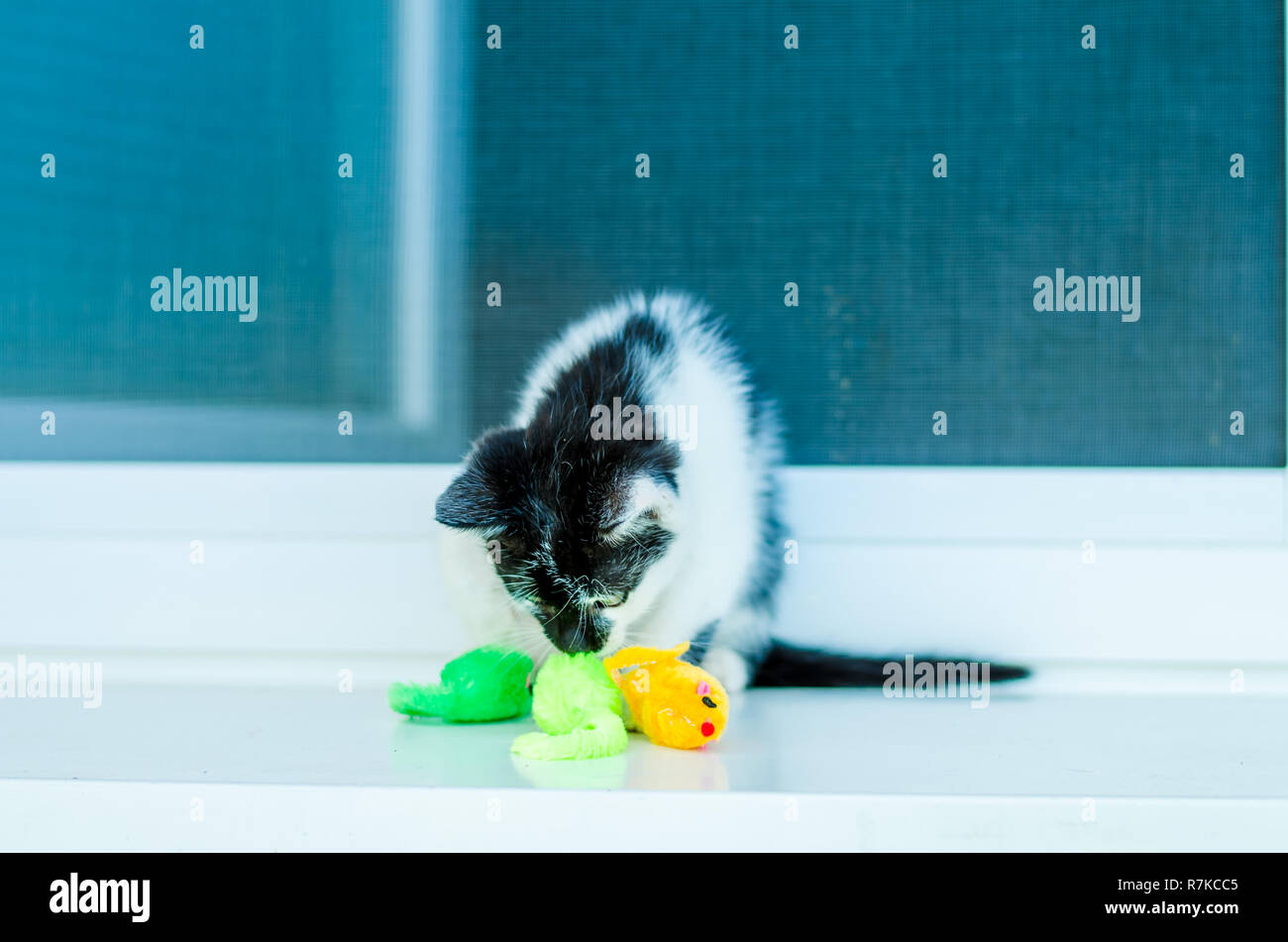 Adorable petit chat noir et blanc animal jouant sur la fenêtre avec la souris artificiel coloré toys Banque D'Images