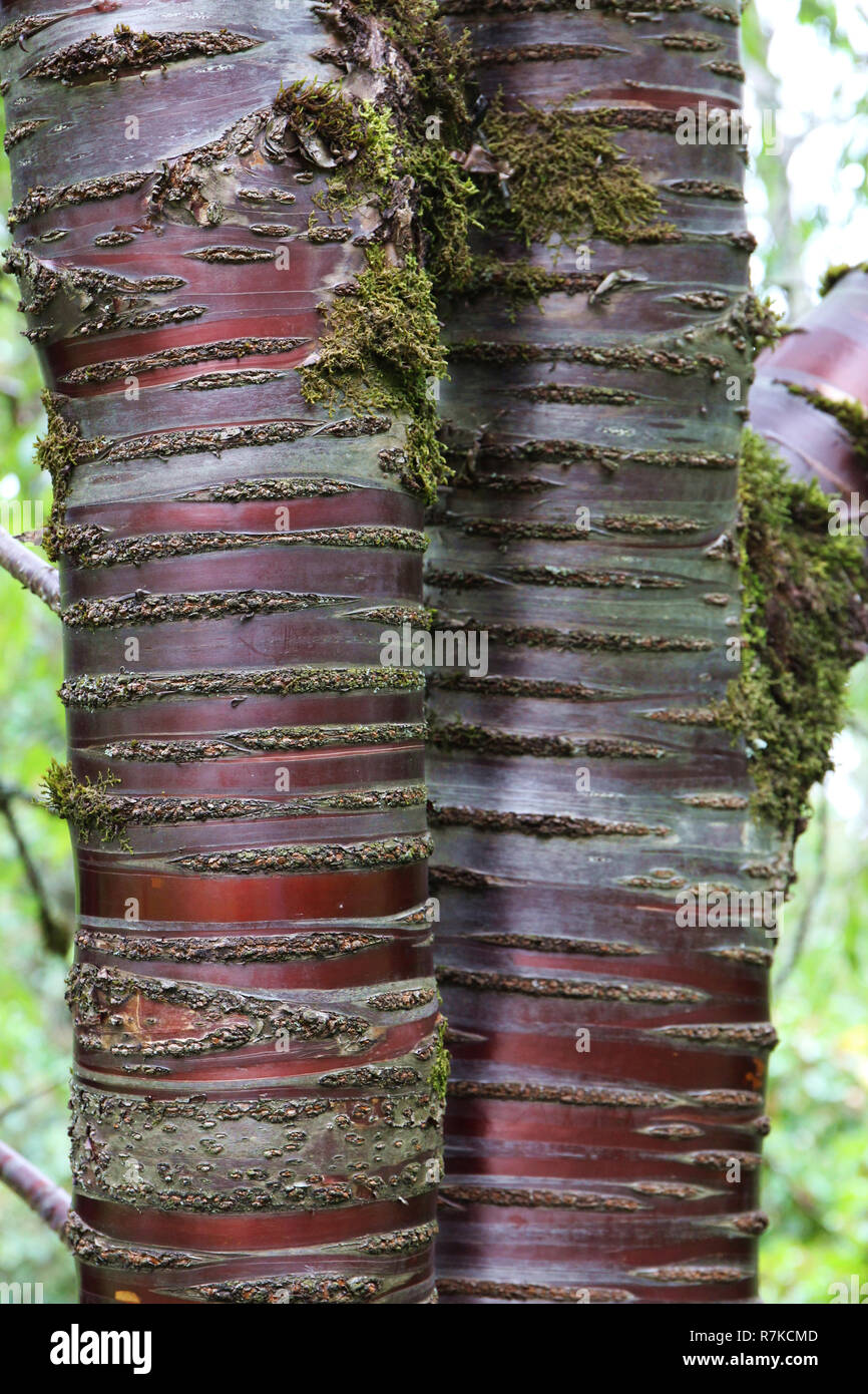 Close up of a Tibetan Cherry Tree développe à Washington Park Arboretum à Seattle, Washington Banque D'Images