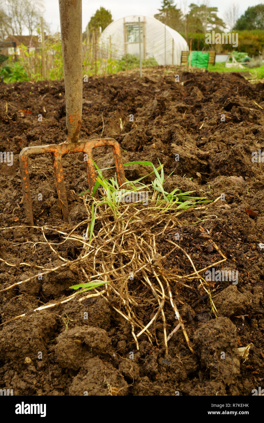 Chiendent racines (rhizomes) creusé d'un jardin Banque D'Images