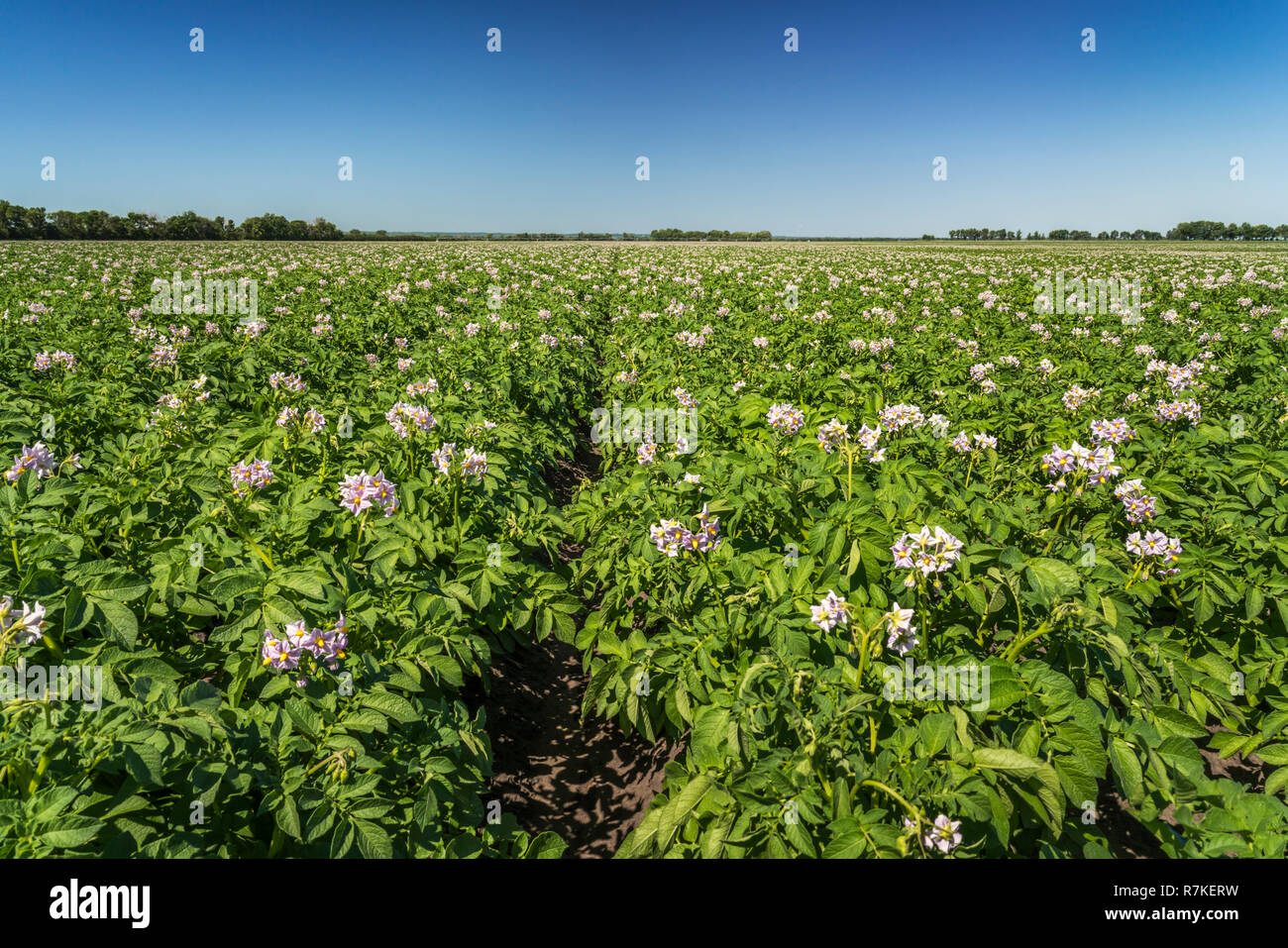 Un champ de pommes de terre en fleurs près de Winkler, au Manitoba, Canada. Banque D'Images