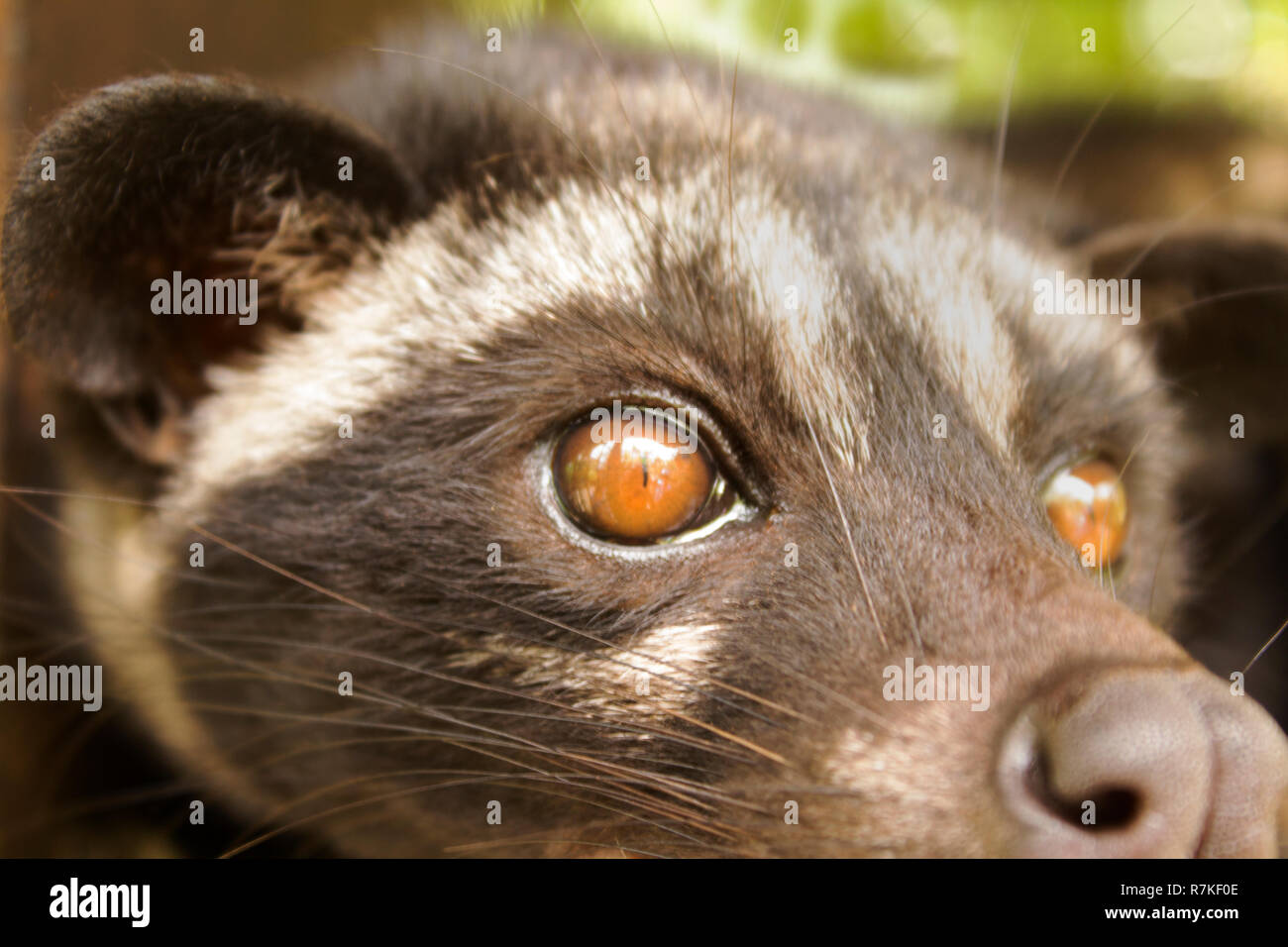 Brown bpr luwak en captivité avec reflet de bars dans l'oeil Banque D'Images