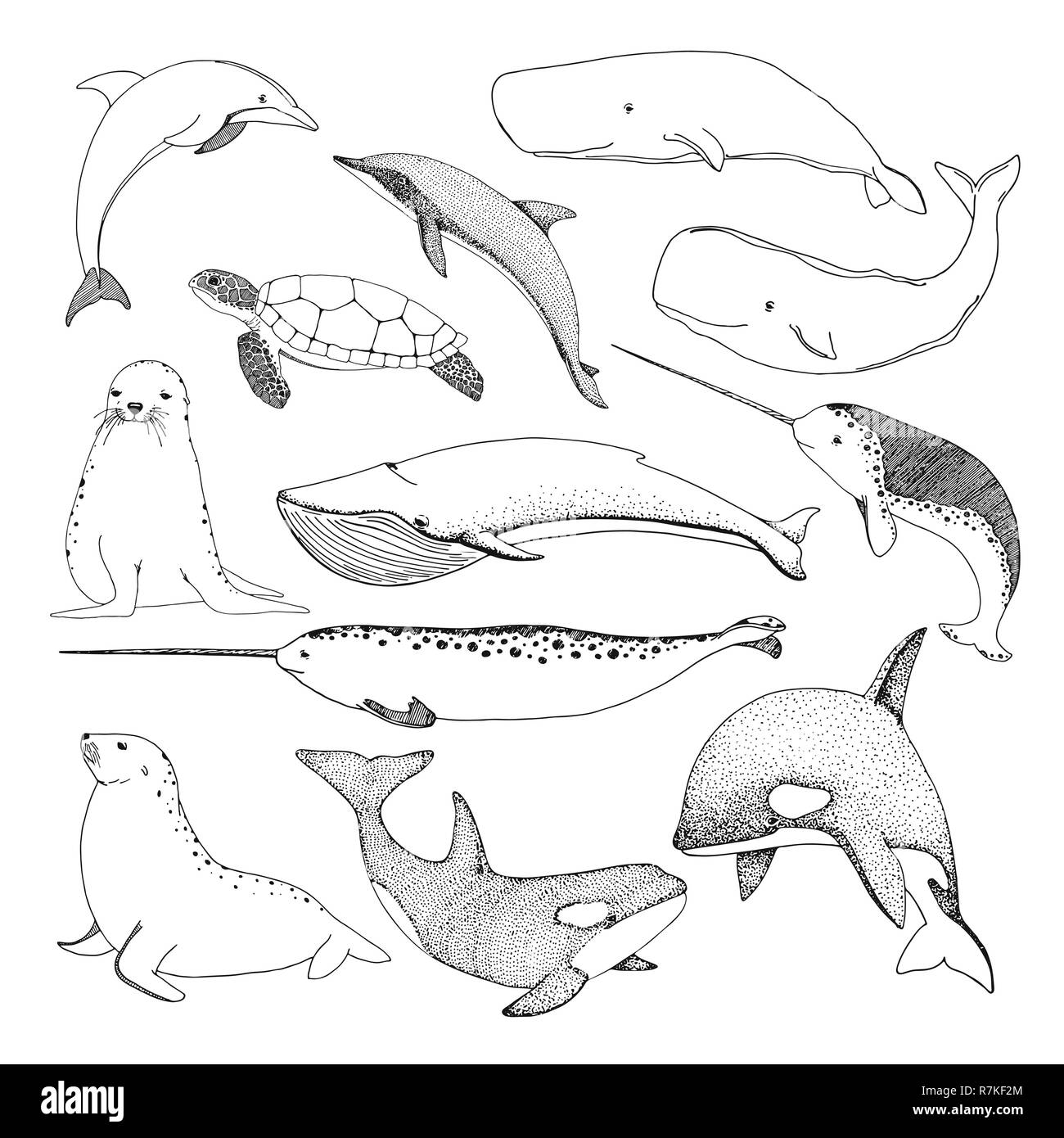 Croquis divers les créatures de la mer. Tortue, baleine, dauphins, morses et autres. Vector Illustration de Vecteur