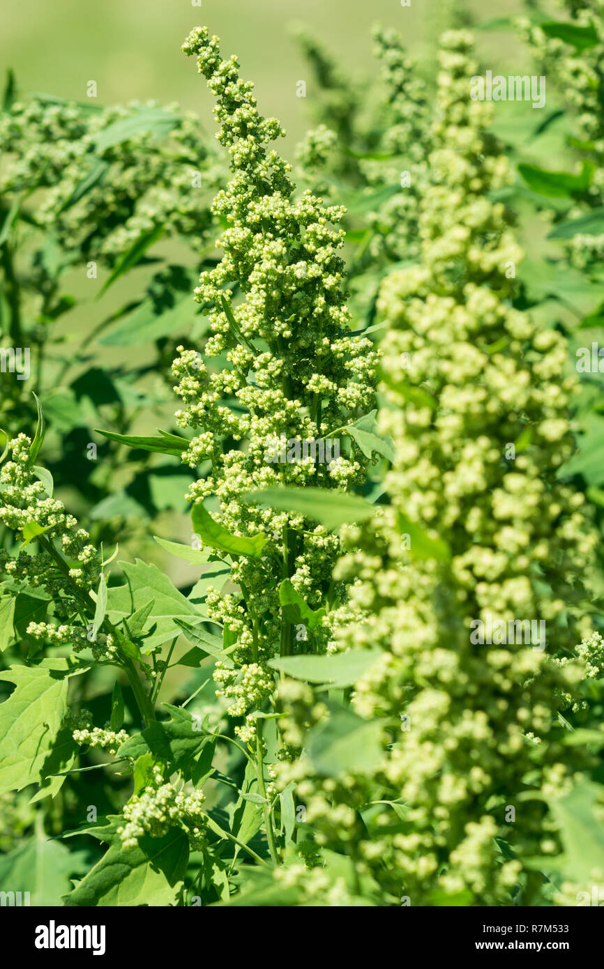 Close-up green Chenopodium album Plantes. Banque D'Images