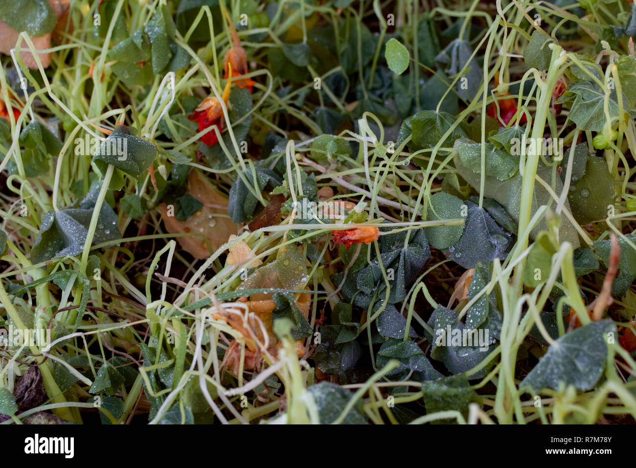 Feuilles et fleurs de capucines tués par le gel en hiver, couverts dans les gouttelettes d'eau Banque D'Images