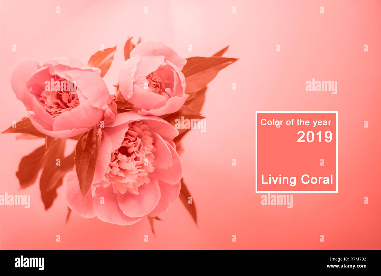 Vue de dessus de la vie couleur corail bouquet de pivoines. Couleur de l'année 2019 concept. Banque D'Images