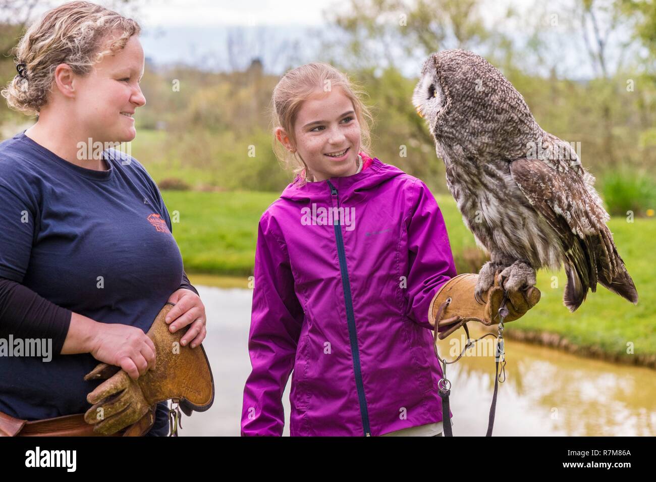 France, Sarthe, La Fleche, Zoo de La Fleche, Falconer et son apprenti falconer avec une Chouette lapone (Strix nebulosa), au cours de l'activité Keeper pour une journée, ouvert à tous à partir de l'âge de 8 ans, qui vous permet de vous mettre dans la peau d'un gardien pour prendre soin des animaux en vertu de son statut d'supervisionotection, Convention de Washington (CITES ANNEXE II A), Statut UICN, préoccupation mineure (LC) Banque D'Images