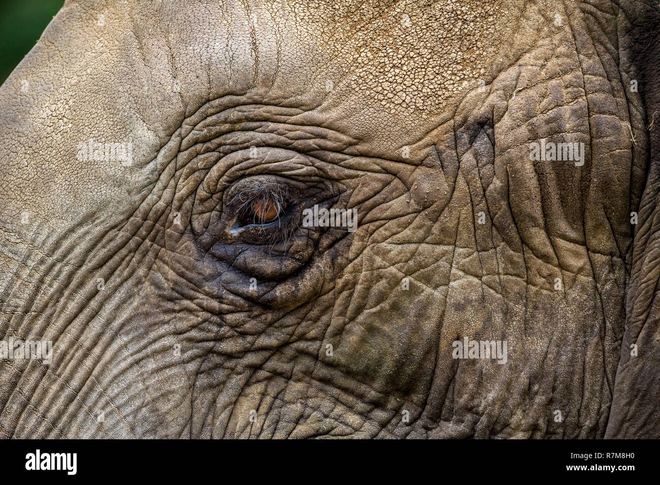 France, Sarthe, La Fleche, Zoo de La Fleche, Détail de l'œil gauche d'un bébé éléphant d'Afrique (Loxodonta africana) statut de protection, Convention de Washington, Annexe I A (CITES) (à l'exception de certaines populations), Statut UICN, Vulnérable (VU) Banque D'Images