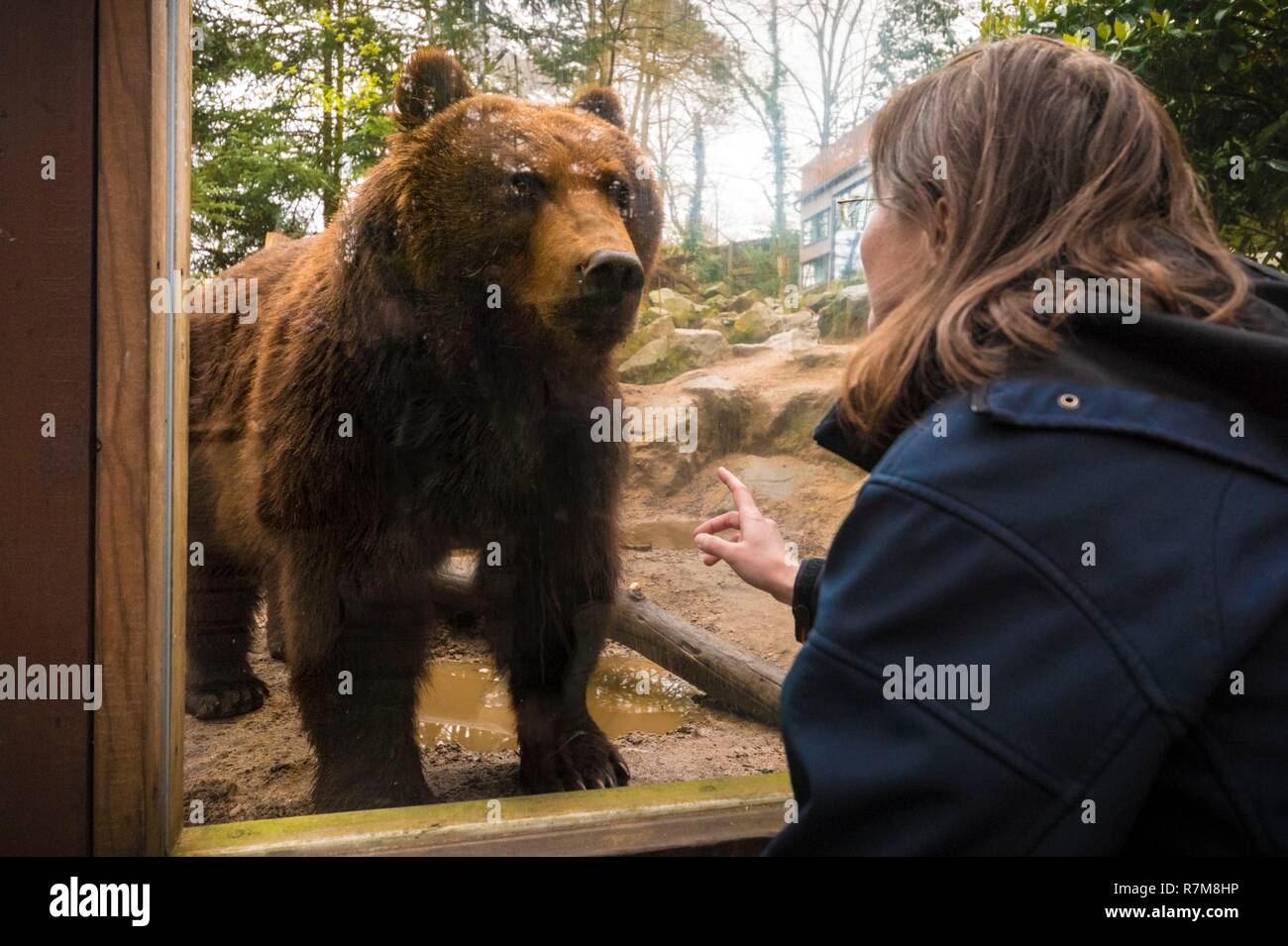 France, Sarthe, La Fleche, Zoo de La Fleche, face à face avec un ours du Kamchatka (Ursus arctos beringianus), au cours de l'activité Keeper pour une journée, ouvert à tous à partir de l'âge de 8 ans, qui vous permet de vous mettre dans la peau d'un gardien pour prendre soin des animaux en vertu de son statut d'supervisionotection, Convention de Washington, Annexe II A (CITES), l'UICN Statut, un minimum de risques, préoccupation mineure (LR-lc) Banque D'Images