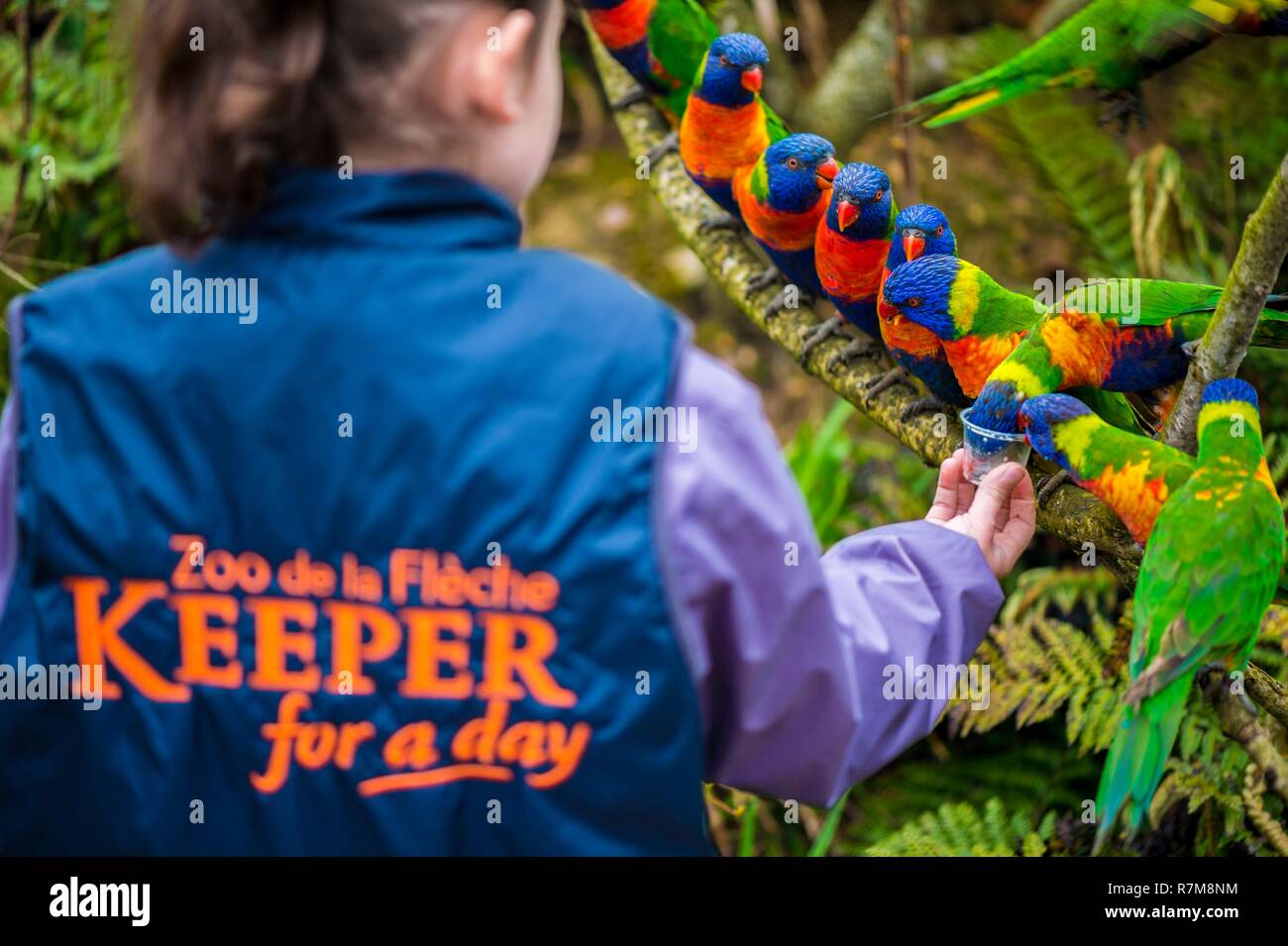 France, Sarthe, La Fleche, Zoo de La Fleche, l'alimentation (Trichoglossus moluccanus têtes pourpres Arc-en-ciel), au cours de l'activité Keeper pour une journée, ouvert à tous à partir de l'âge de 8 ans, qui vous permet de vous mettre dans la peau d'un gardien pour prendre soin des animaux en vertu de son statut d'supervisionotection, Convention de Washington, Annexe II (CITES), Statut UICN, Non menacé Préoccupation mineure (LC) Banque D'Images