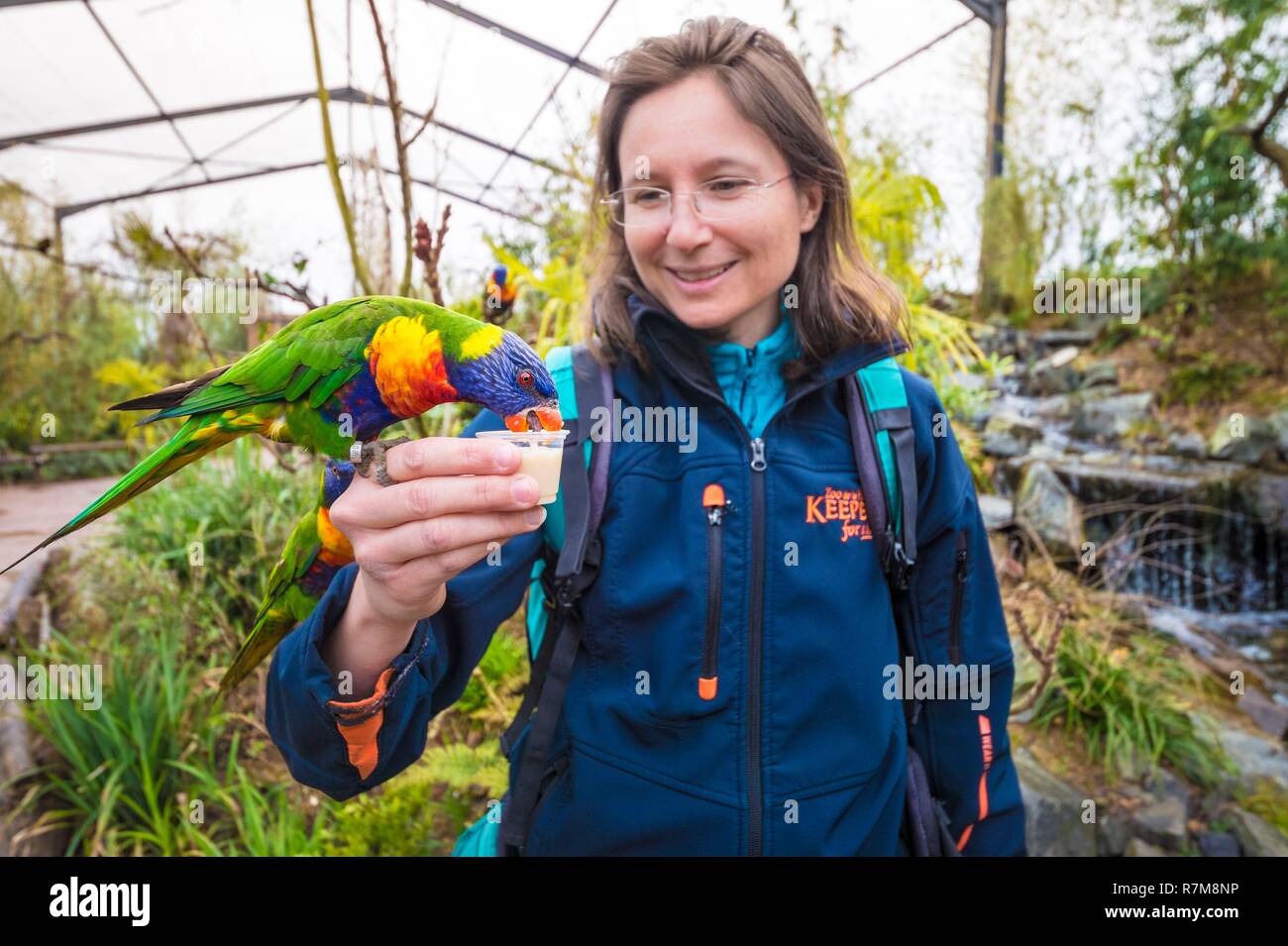 France, Sarthe, La Fleche, Zoo de La Fleche, l'alimentation (Trichoglossus moluccanus têtes pourpres Arc-en-ciel), au cours de l'activité Keeper pour une journée, ouvert à tous à partir de l'âge de 8 ans, qui vous permet de vous mettre dans la peau d'un gardien pour prendre soin des animaux en vertu de son statut d'supervisionotection, Convention de Washington, Annexe II (CITES), Statut UICN, Non menacé Préoccupation mineure (LC) Banque D'Images