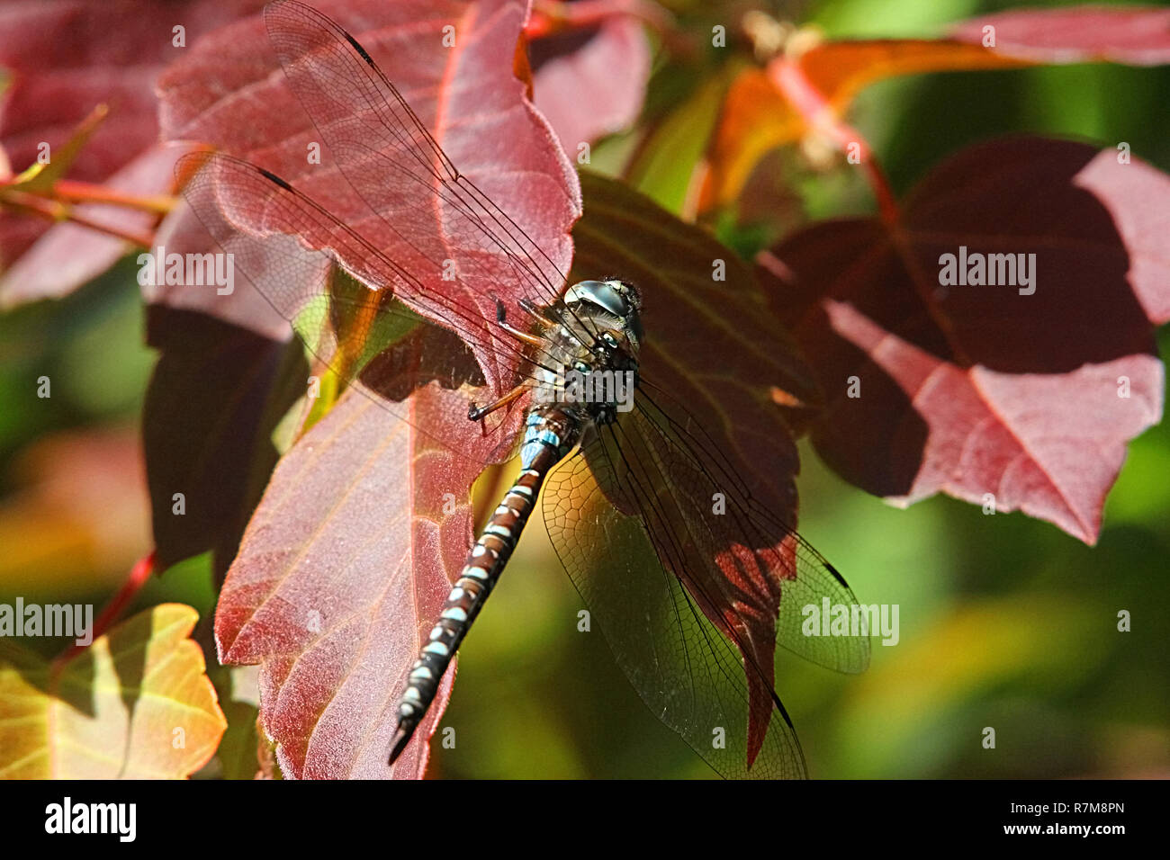 Dragon Fly Banque D'Images