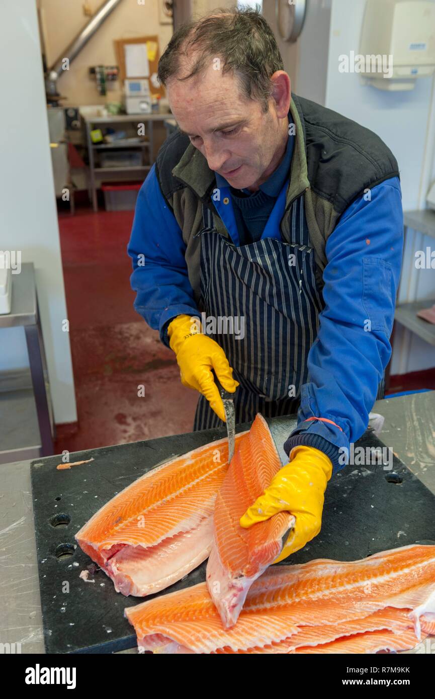 République d'Irlande, dans le comté de Mayo, l'île d'Achill, Keem Bay Produits du poisson, préparation du saumon sauvage de l'Atlantique pour le fumoir, Gerard Hassett Banque D'Images