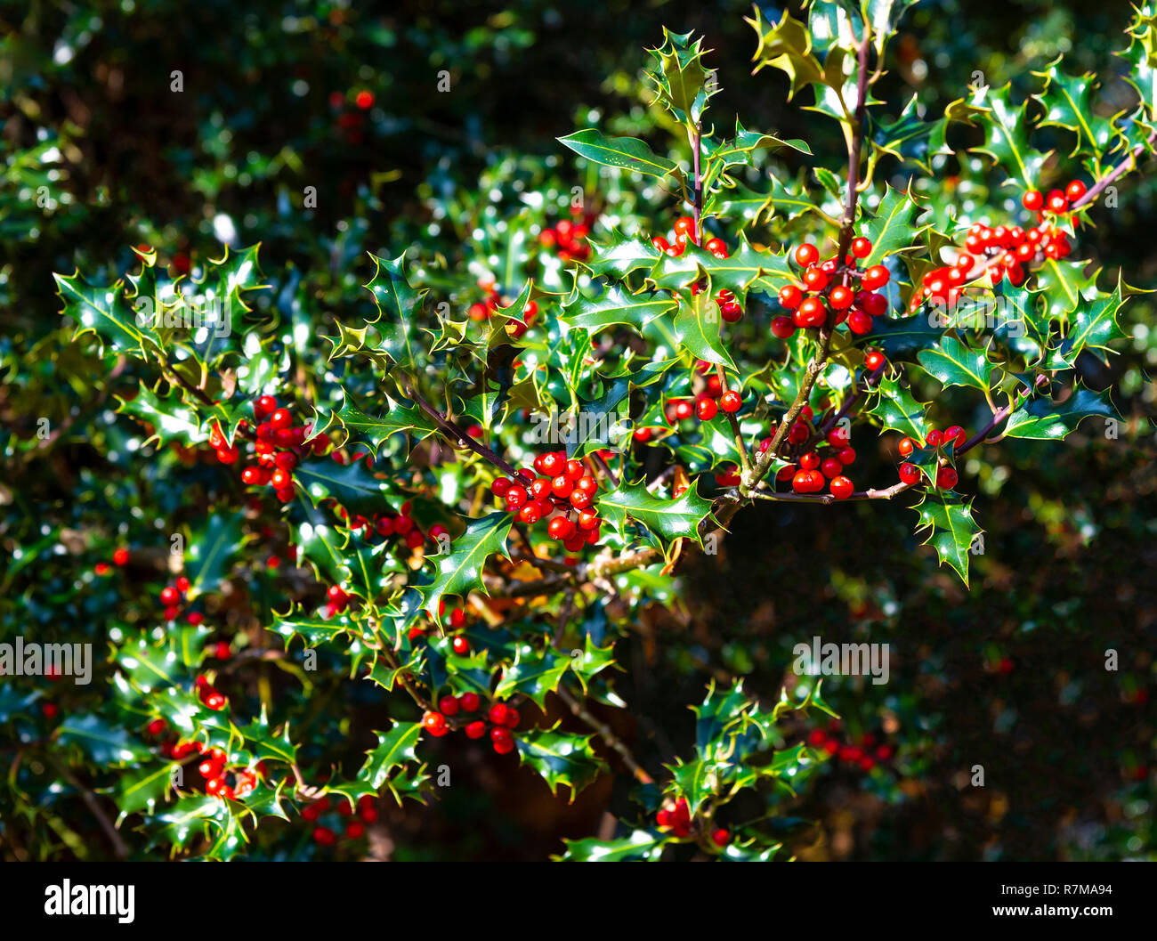 Un buisson de houx plein de petits fruits pour les oiseaux et de décorations de Noël prises dans le parc national New Forest, Hampshire, Royaume-Uni Banque D'Images
